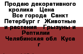 Продаю декоративного кролика › Цена ­ 500 - Все города, Санкт-Петербург г. Животные и растения » Грызуны и Рептилии   . Челябинская обл.,Куса г.